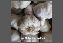 (GK Tip) “생마늘, 다진 마늘 차이는?”….마늘 효능 제대로 살려 먹는 법은