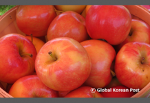“사과 따러 가세!” 사과 따기 좋은 곳은~